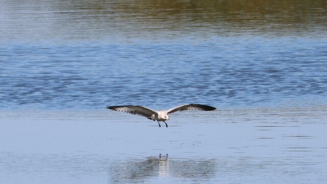 Gull landing on the river.