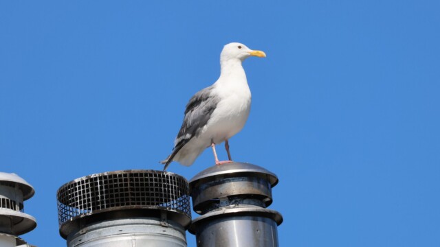 A gull observes from above.