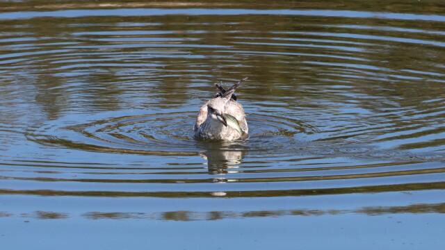 Gull gobbling up a sizable fish it plucked out of the water.