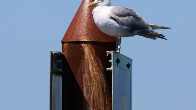 A gull standing on a piling with signs on it.