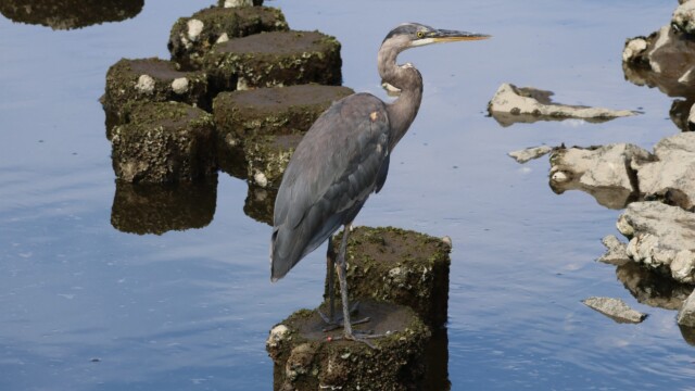Great Blue Heron looking alert.