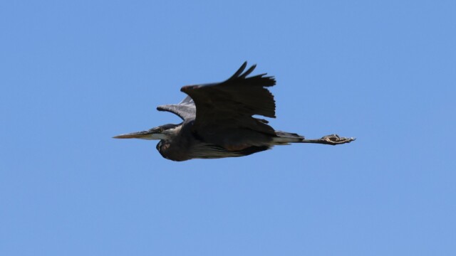 A Great Blue Heron flies by.