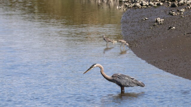 Heron sizing up potential prey.
