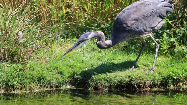 A Great Blue Heron stalking fishies.