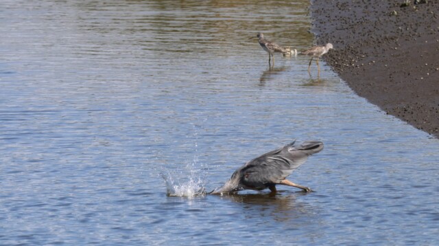 Heron attack! (It missed.)