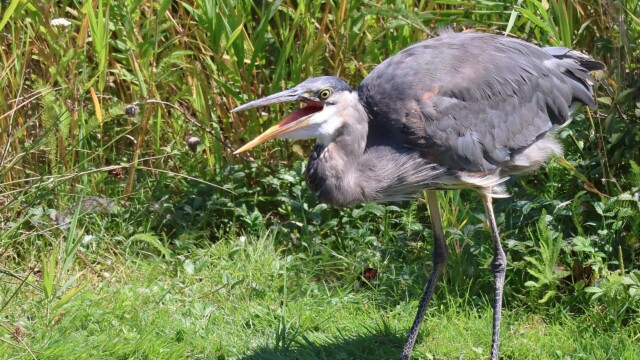 I'm not sure if the heron was swallowing or celebrating its catch.