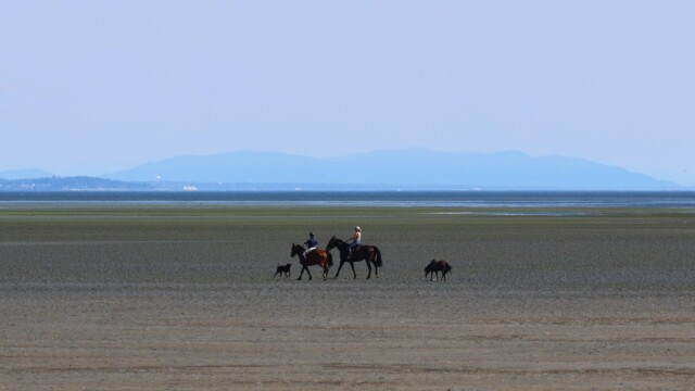 Horses, people, and a dog on the mudflats at Boundary Bay.