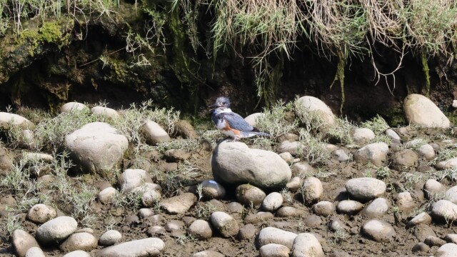 Belted Kingfisher at rest on the river edge.