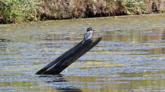 A distant shot of a Belted Kingfisher, still clearly showing its weird fake eye.