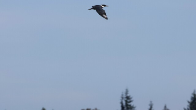 Belted Kingfisher in flight over the river.