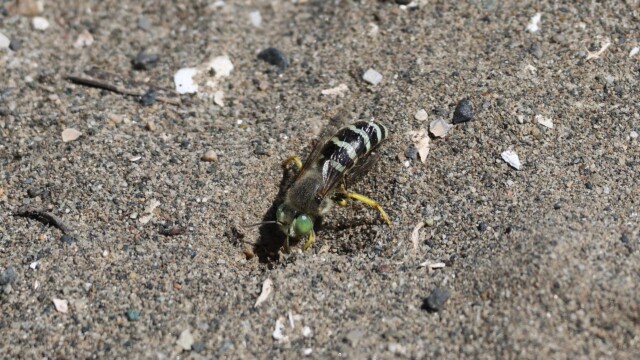 A sand wasp furiously digging a hole, as they do.