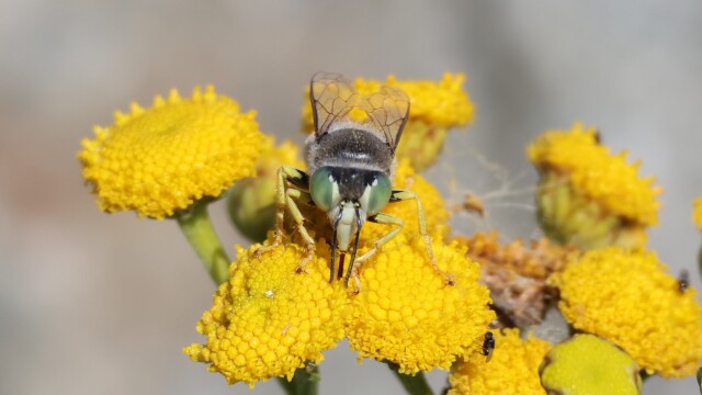 A Sand Wasp on a tansy.