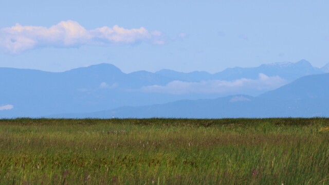 Marshland scenery.