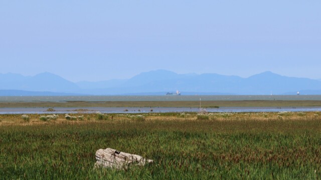 More marshland scenery.