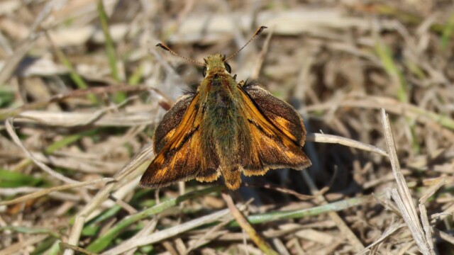 A Woodland Skipper pausing on dry grass.