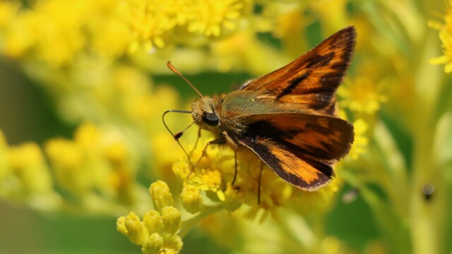 Another Woodland Skipper, showing off its proboscis.