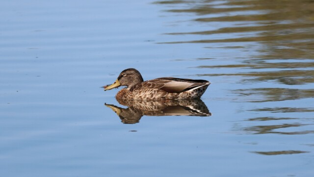 Snoozing Mallard.