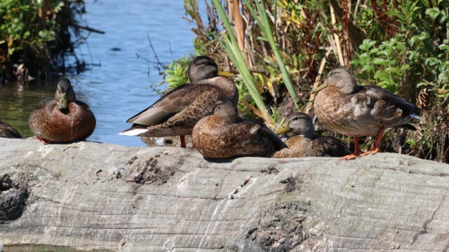 Ducks on a log.