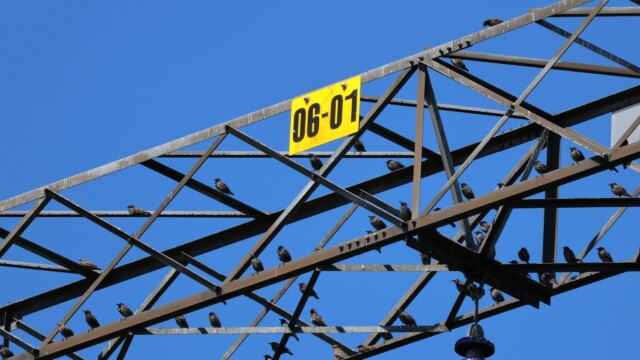 European Starlings gather on an electrical tower.