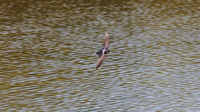 The best action shot I got of a swallow.