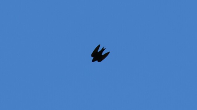 I kind of like this silhouette of a swallow, it looks as fast as it is.