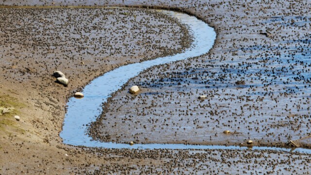 A muddy shallow where the water looks like the No. 2.