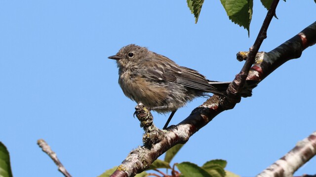 A scruffy young Yellow-rumped Warbler.