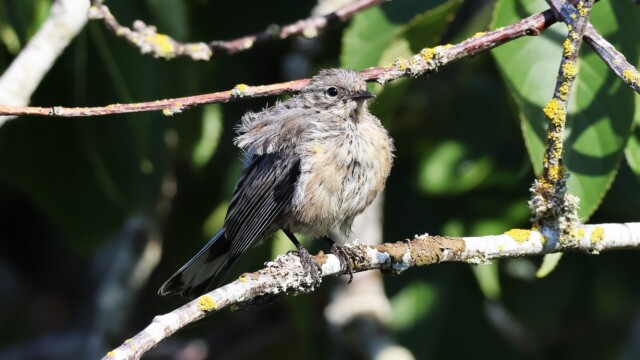 The Yellow-rumped Warbler somehow looking even scruffier.