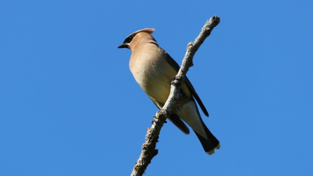 A Cedar Waxwing looking elegant as ever.