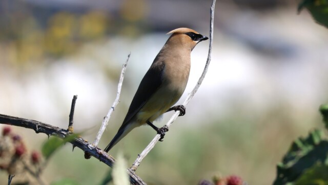 A Cedar Waxwing near the beach at Boundary Bay.