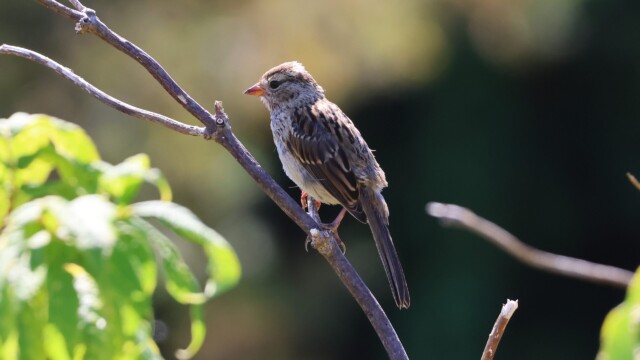 A young White-crowned Sparrow.