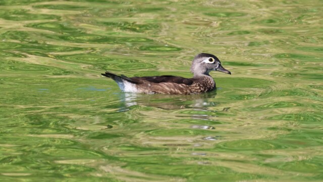 A Wood Duck swimming through very green water.