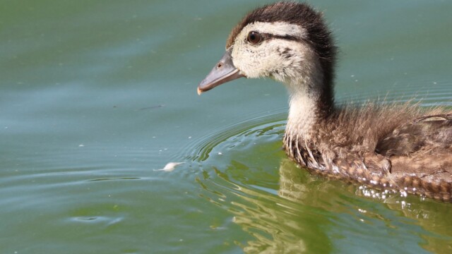 A young Wood Duck just swimming around on its own.