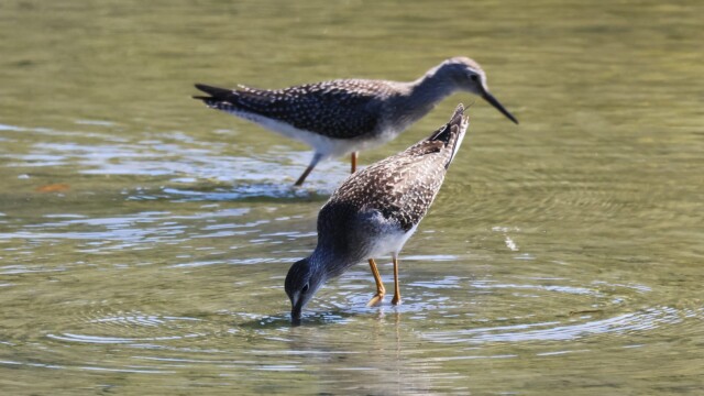 A pair of Greater Yellowlegs looking for snacks in one of the shallow ponds at Reifel.
