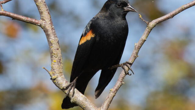 Blackbird perched on two branches. Blackbird perched on two branches.