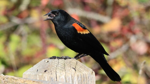 Blackbird enjoying a seed on a post. Blackbird enjoying a seed on a post.
