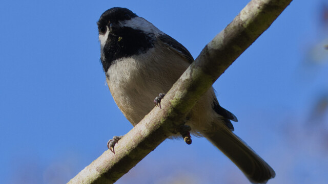 Black-capped Chickadee looking down from above. Black-capped Chickadee looking down from above.