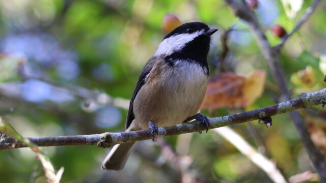Black-capped Chickadee gazing out from its perch. Black-capped Chickadee gazing out from its perch.