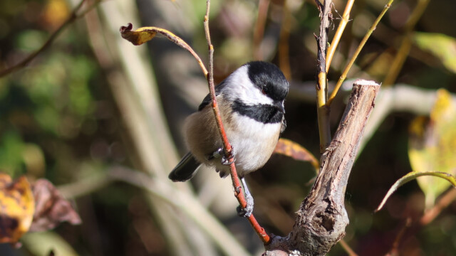 A Black-capped Chickadee sporting a leg band, like all the cool birds.