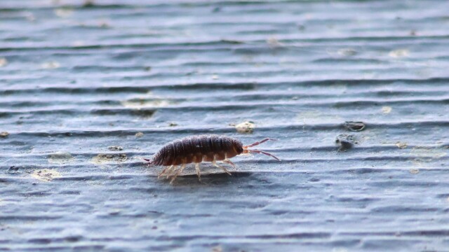 A creepy crawly creepy crawling along a railing. A creepy crawly creepy crawling along a railing.