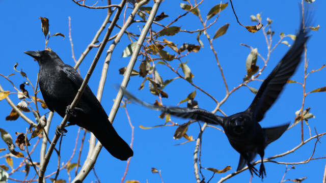 Two crows, one posing, one leaving.