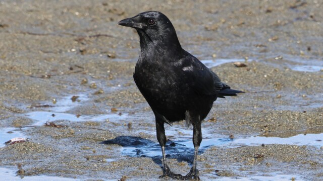A crow scouting the tidal flats for goodies. Dig those gams. A crow scouting the tidal flats for goodies. Dig those gams.