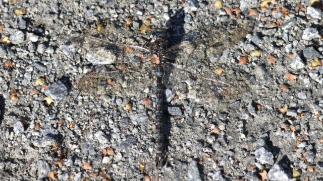 An ex-dragonfly, peacefully laid out on the trail. An ex-dragonfly, peacefully laid out on the trail.