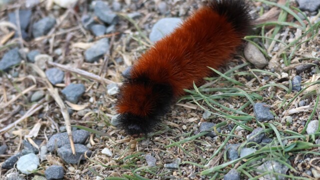 Something fuzzy this way comes. Something fuzzy this way comes.