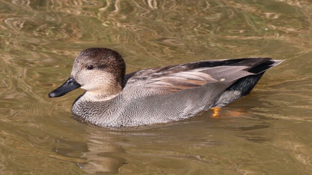 A Gadwall gliding through a pond. A Gadwall gliding through a pond.