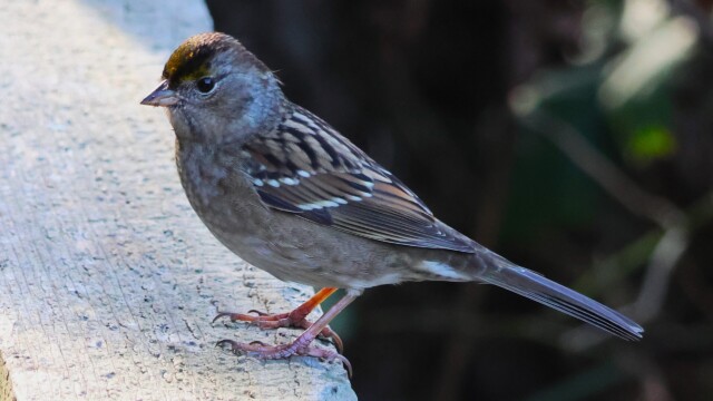 Golden-crowned Sparrow on a railing at Reifel Bird Sanctuary. Golden-crowned Sparrow on a railing at Reifel Bird Sanctuary.