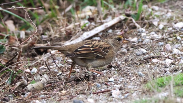 Golden-crowned Sparrow legging it. Golden-crowned Sparrow legging it.