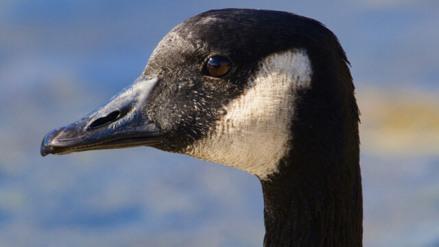 A Canada Goose in profile and looking strangely serene in golden light. A Canada Goose in profile and looking strangely serene in golden light.