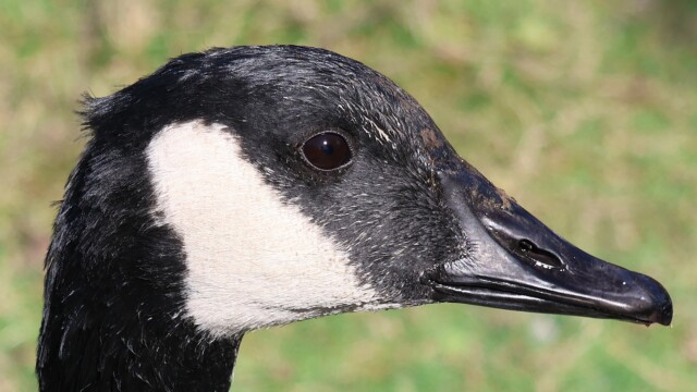 Profile of a Canada Goose with a tuft of feathers on the back on its head. Profile of a Canada Goose with a tuft of feathers on the back on its head.