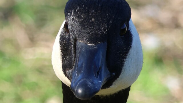 Canada Goose head-on. Terrifying. Canada Goose head-on. Terrifying.